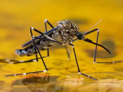 Mosquito.jpg