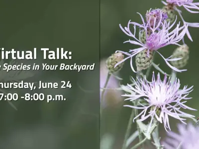 Invasive-Species-in-Your-Backyard.jpg