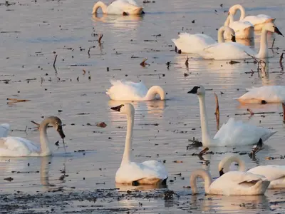 Tundra-Swans-web.jpg