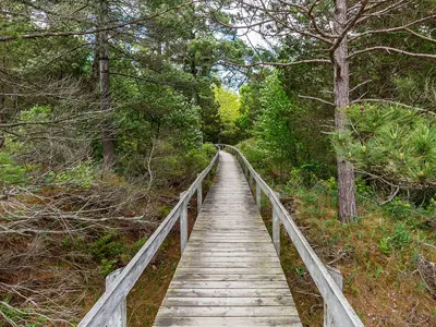Forest-Boardwalk-Trail-web.jpg