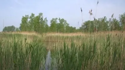 Marsh at Marthaville Habitat Management Area