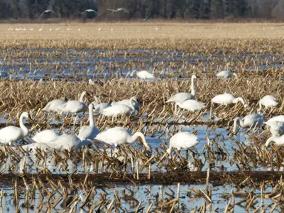 Tundra-Swans.png