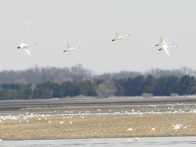 Return-of-the-Swans.JPG