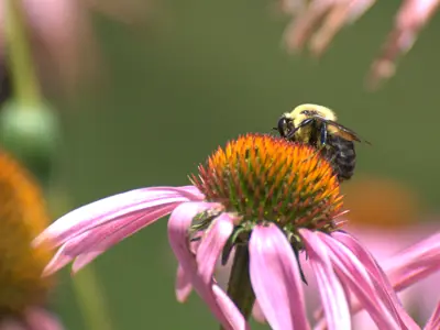 Pollinators-Past-and-Present-web.png