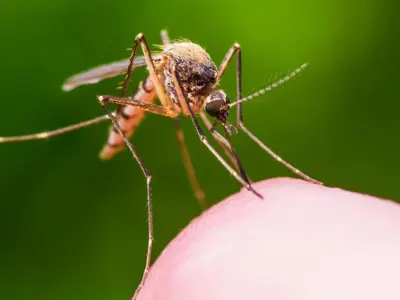 mosquito-on-finger.jpg