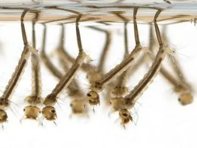 mosquito-larvae-450x250.jpg