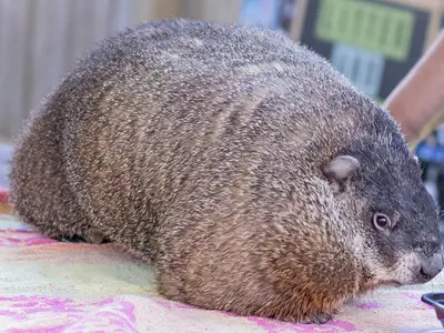 A-groundhog-from-Heavens-Wildlife-Rescue-during-an-event-at-the-Oil-Museum-of-Canada-in-2022-web.png