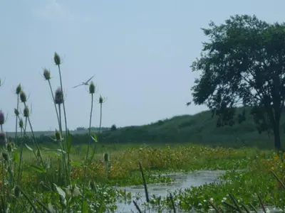 Bowens-Creek-Wetland-web.jpg