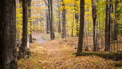 Trail through forest in fall