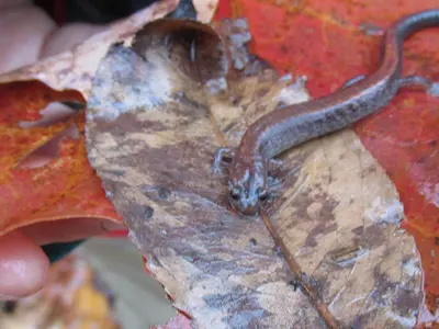 Salamander-on-Leaf-web.jpg
