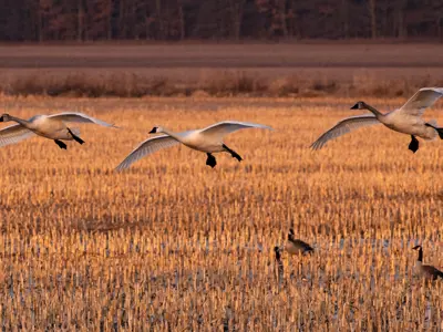 Tundra-Swans-fly-through-a-field-in-March-2025.png