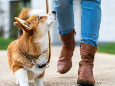 dog.png