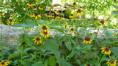 Rudbeckia-hirta flowers (yellow and red) in a pollinator garden